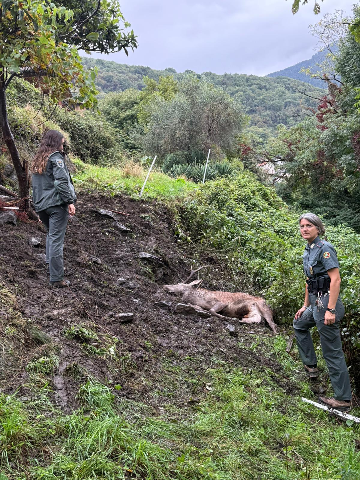 Polizia provinciale: cervo a Vestreno
